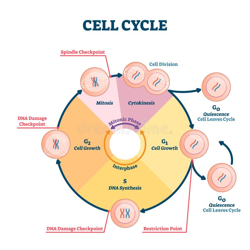 Biology Diagrams