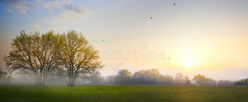 艺术春天乡下风景；早晨农田领域和开花的树 免版税库存照片