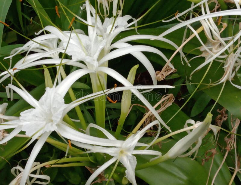 É flor branca imagem de stock É flor branca imagem de stock