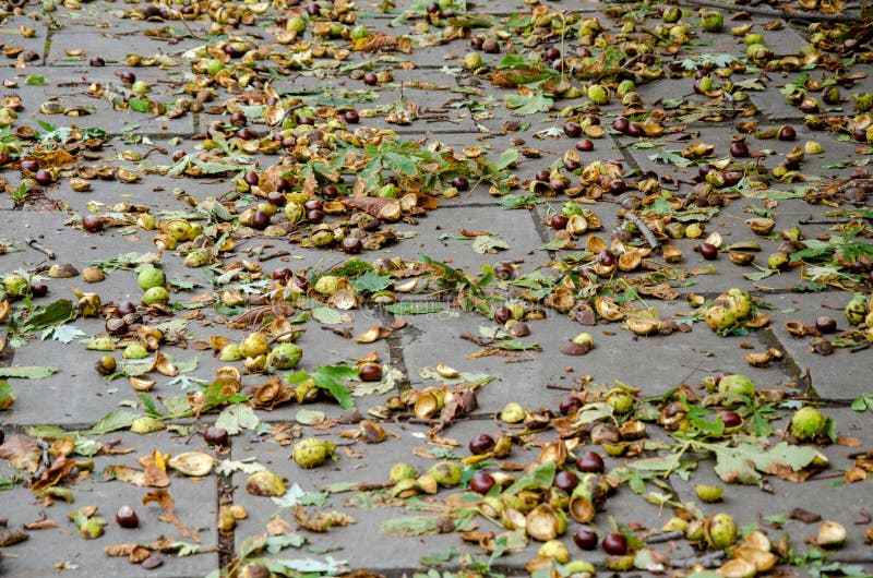 The fallen chestnut zholyud on the earth after a hurricane. The fallen chestnut zholyud on the earth after a hurricane