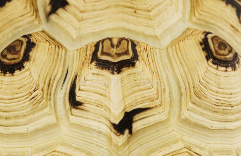 Close-up of the shell of a leopard tortoise. Close-up of the shell of a leopard tortoise.