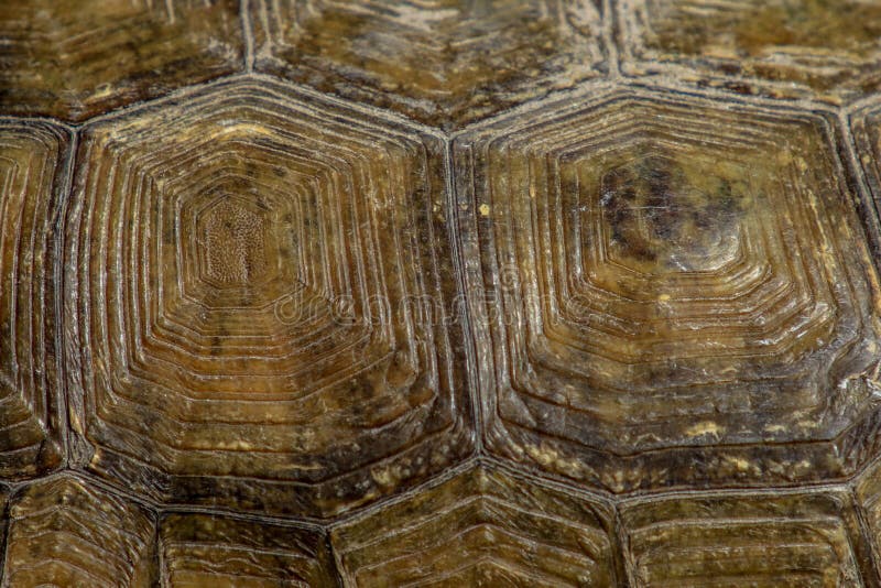 The tortoise shell is a collection of scutes that make up the top of the shell called the carapace. The tortoise shell is a collection of scutes that make up the top of the shell called the carapace.