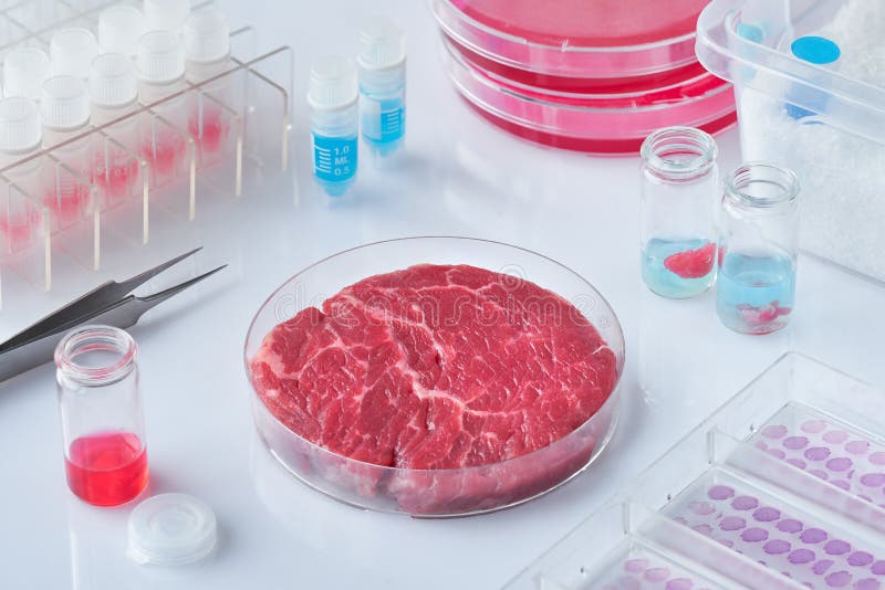 Échantillon de viande dans le plat en plastique jetable ouvert de culture cellulaire au labo ou aux installations de production m