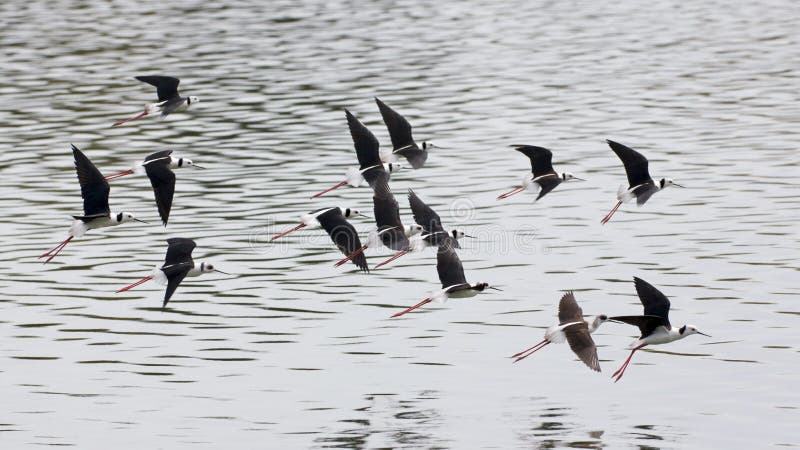 échasse Noir-à ailes en vol photographie stock libre de droits
