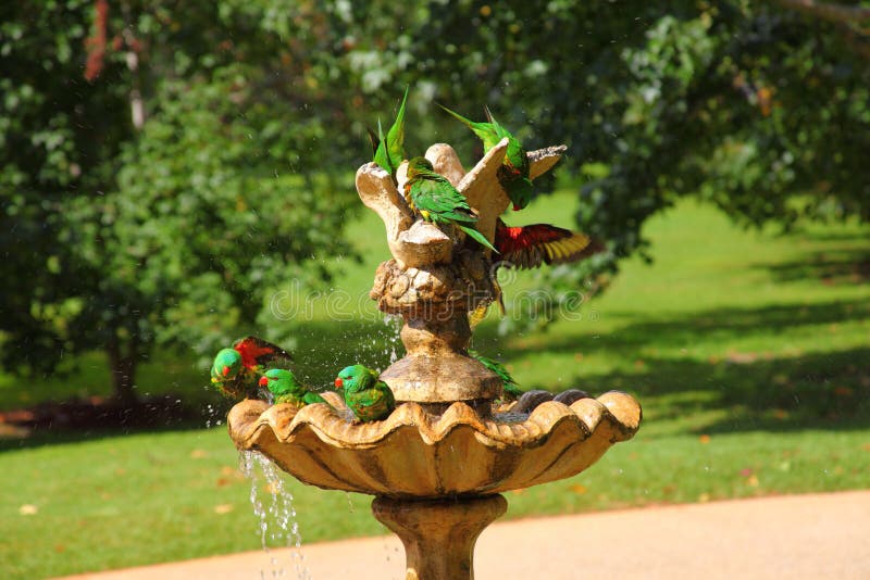 Éclaboussure de bain d'oiseau image libre de droits Éclaboussure de bain d'oiseau image libre de droits