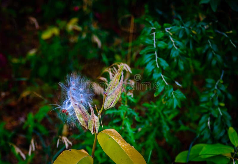 Éclatement de la cosse fine de graine en automne images libres de droits Éclatement de la cosse fine de graine en automne images libres de droits