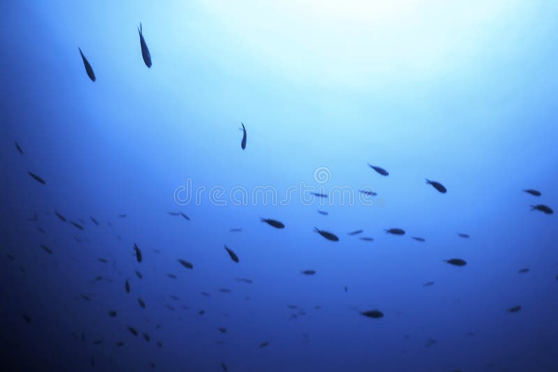 Fish School Underwater Blue Water Background. Fish School Underwater Blue Water Background