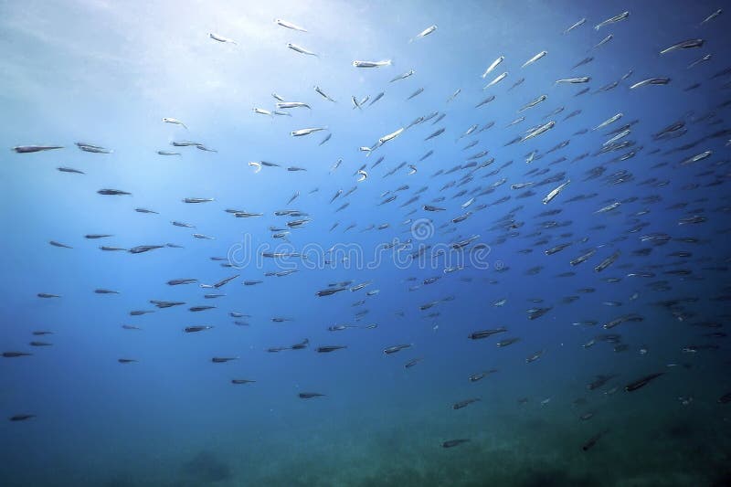 Fish School Underwater Blue Water Background. Fish School Underwater Blue Water Background