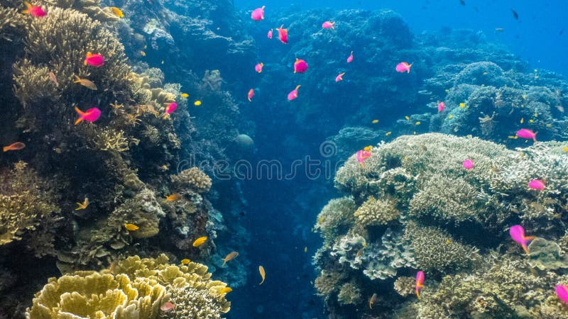 École des poissons de corail dans un récif coralien peu profond photo stock École des poissons de corail dans un récif coralien peu profond photo stock