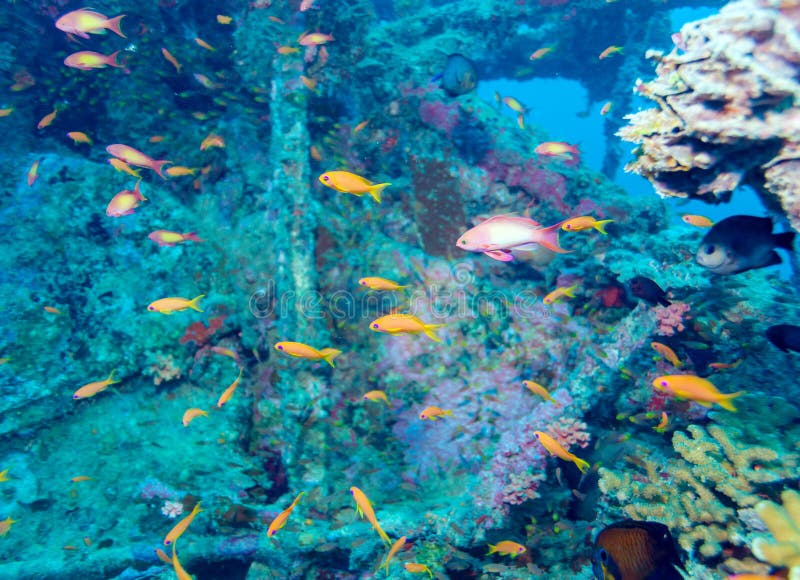 Download École Des Poissons Près De Coral Reef, Maldives Image stock - Image du relaxation, marin: 77156663