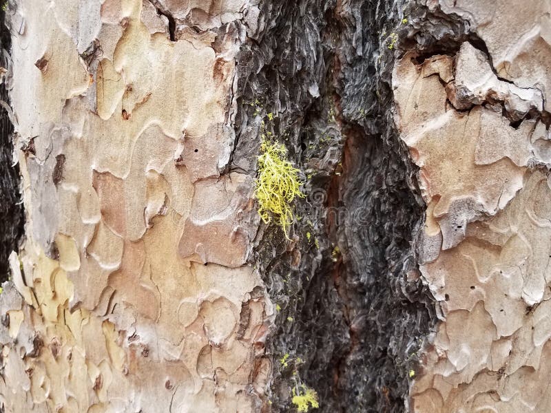 Écorce criquée brune texturisée rugueuse de tronc d'arbre et lichen jaune photographie stock Écorce criquée brune texturisée rugueuse de tronc d'arbre et lichen jaune photographie stock