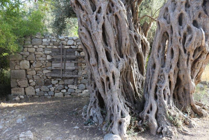 Écorce d'arbre image stock Écorce d'arbre image stock