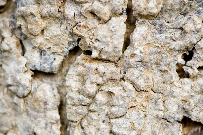 Écorce d'arbre photos stock Écorce d'arbre photos stock