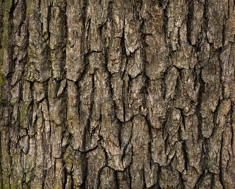 Écorce d'arbre photographie stock Écorce d'arbre photographie stock