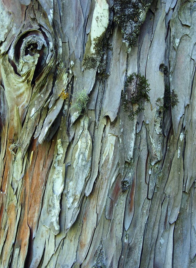 Écorce d'arbre de pin avec le lichen, texture