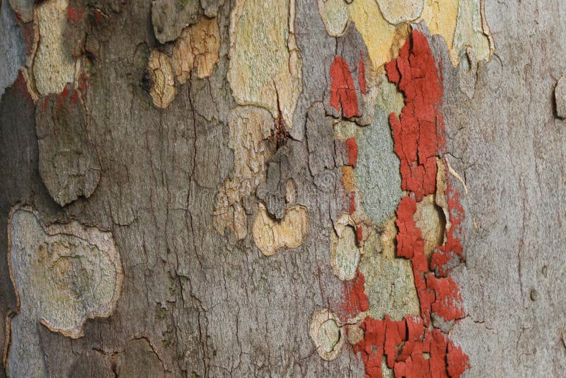 Écorce d'arbre grunge avec la peinture orange photo libre de droits Écorce d'arbre grunge avec la peinture orange photo libre de droits