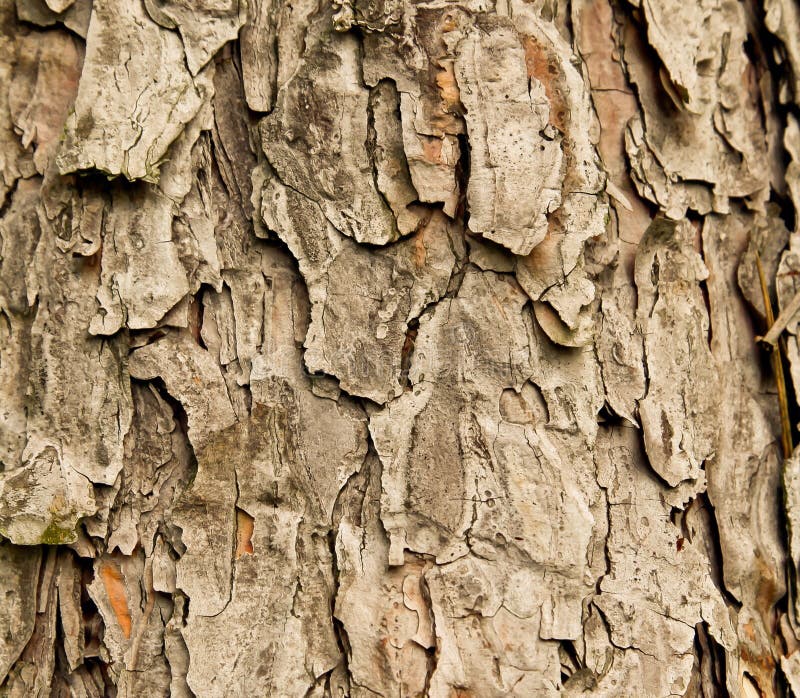 Écorce d'arbre impeccable photo stock Écorce d'arbre impeccable photo stock