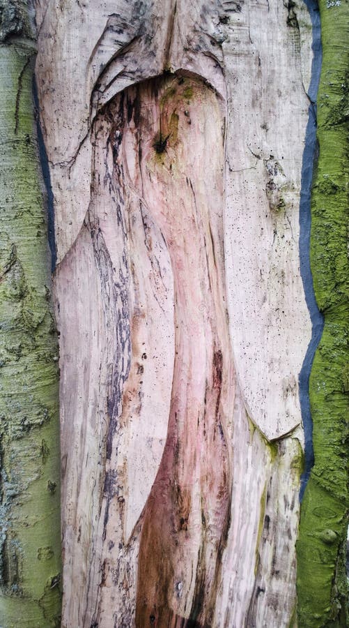 Tree bark natural pattern in the form of a yoni. Female sacral symbol of fertility. Tree bark natural pattern in the form of a yoni. Female sacral symbol of fertility