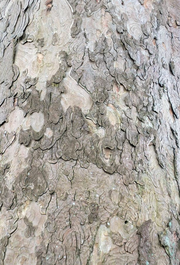 Écorce de hêtre dans la fin sur un vieil arbre image stock Écorce de hêtre dans la fin sur un vieil arbre image stock