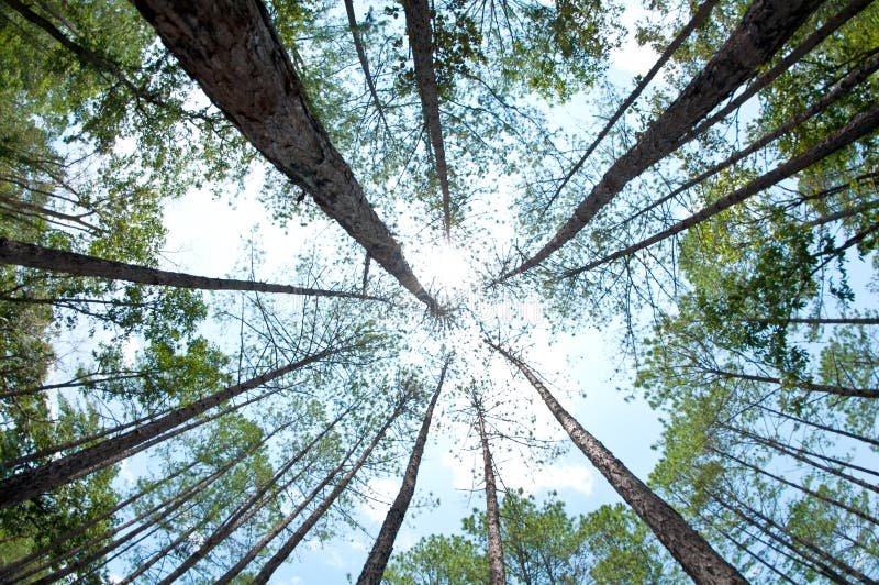 Écran de pin dans la forêt