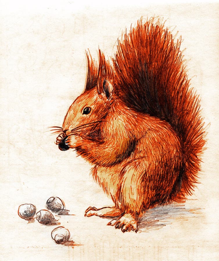 Écureuil illustration libre de droits
