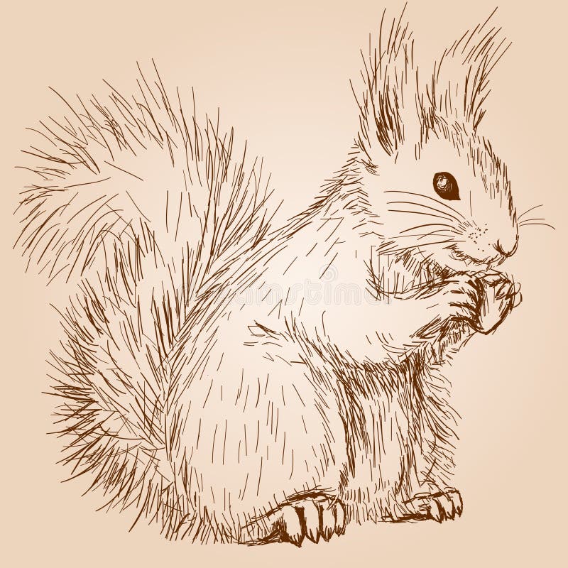 Écureuil illustration de vecteur