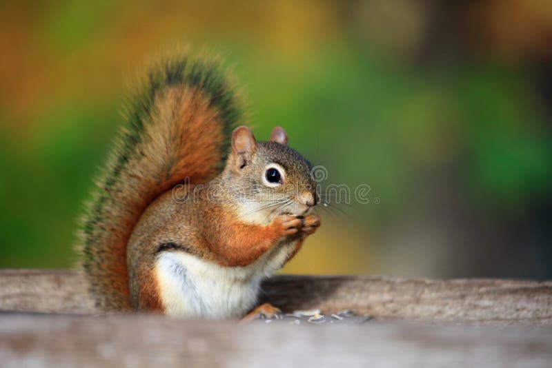 Écureuil images stock Écureuil images stock