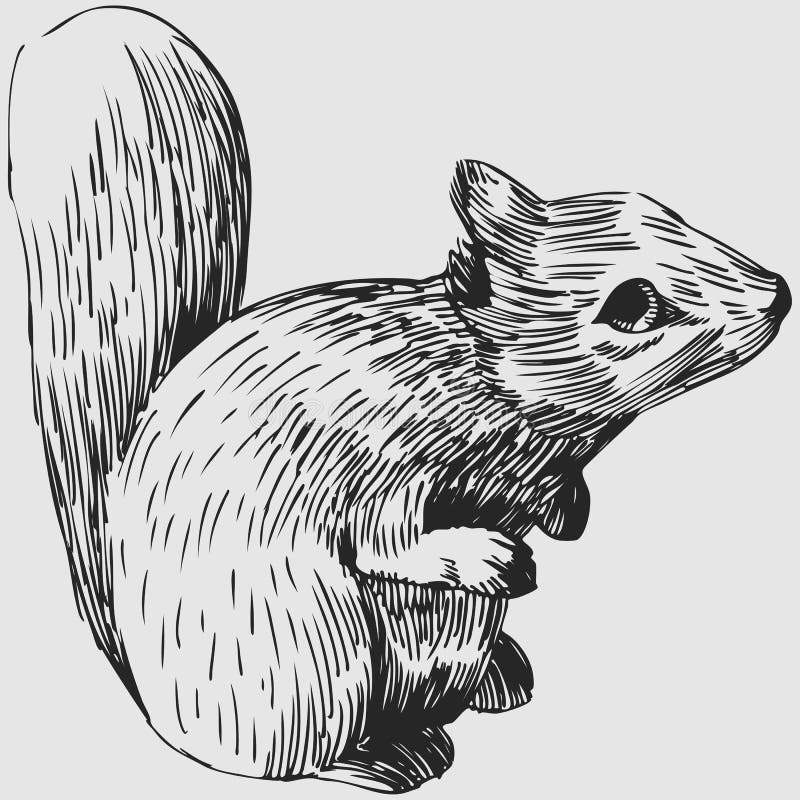 Écureuil illustration de vecteur