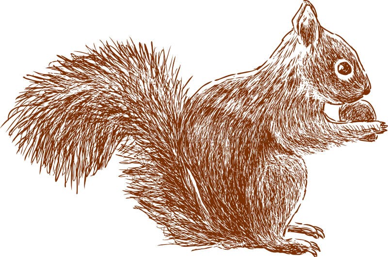 Écureuil avec l'écrou illustration de vecteur