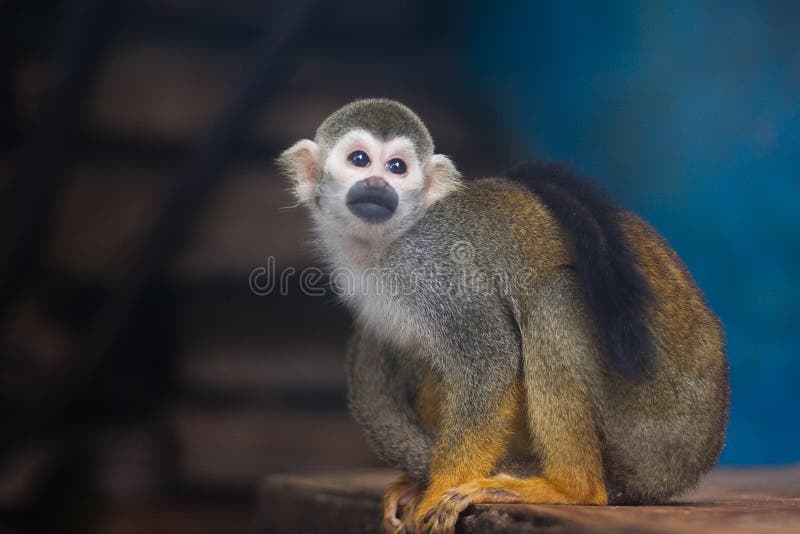 écureuil de singe photo stock