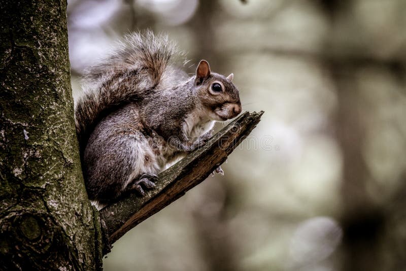 Écureuil gris sur une branche de l'arbre images stock Écureuil gris sur une branche de l'arbre images stock