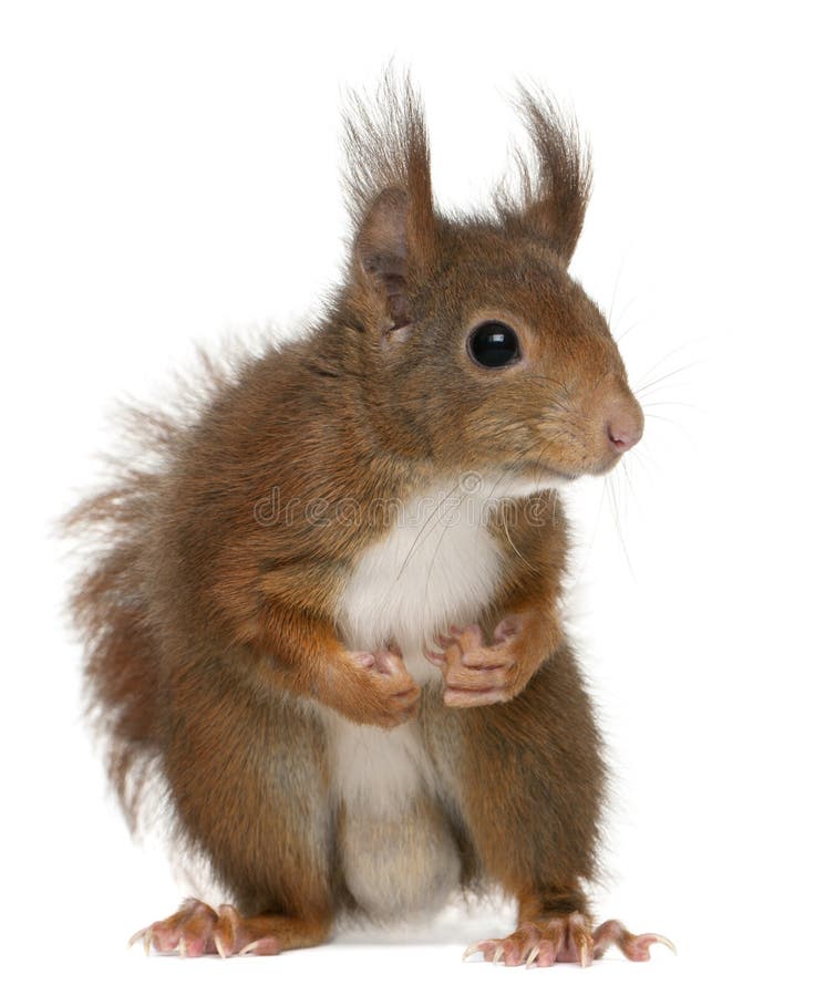 Écureuil rouge eurasien, Sciurus vulgaris photos stock Écureuil rouge eurasien, Sciurus vulgaris photos stock