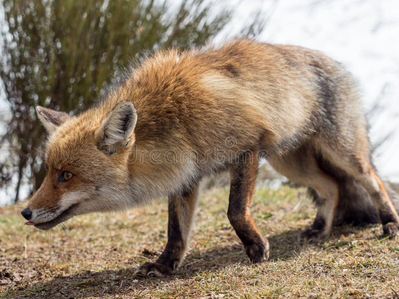 Égrappage de renard rouge (vulpes de Vulpes) images stock Égrappage de renard rouge (vulpes de Vulpes) images stock