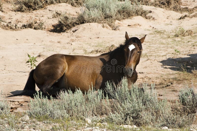 Égua do mustang foto de stock royalty free Égua do mustang foto de stock royalty free