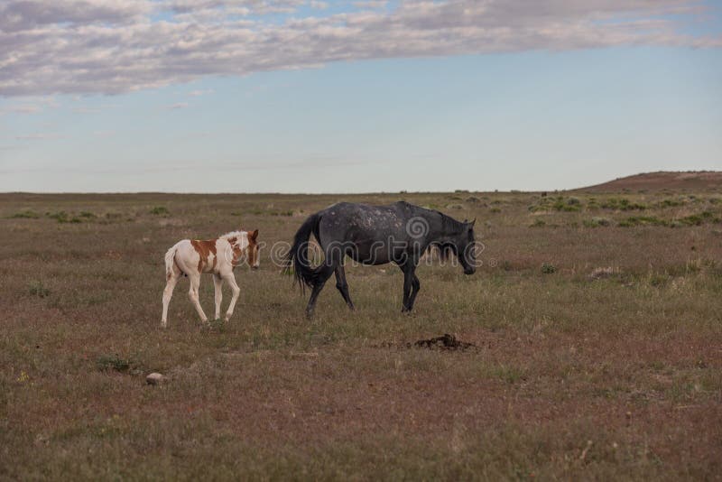 Égua e potro do cavalo selvagem no deserto fotografia de stock Égua e potro do cavalo selvagem no deserto fotografia de stock