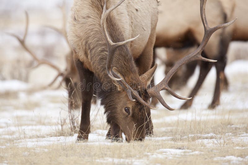 Élans de Bull images stock Élans de Bull images stock