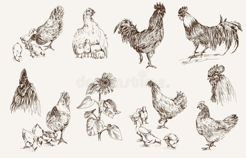 Élevage de poulet illustration libre de droits Élevage de poulet illustration libre de droits