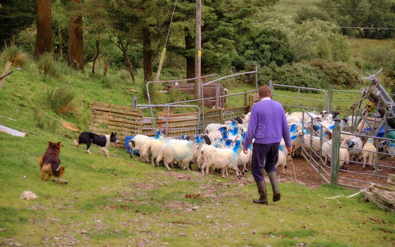 Élevage des moutons Irlande image libre de droits