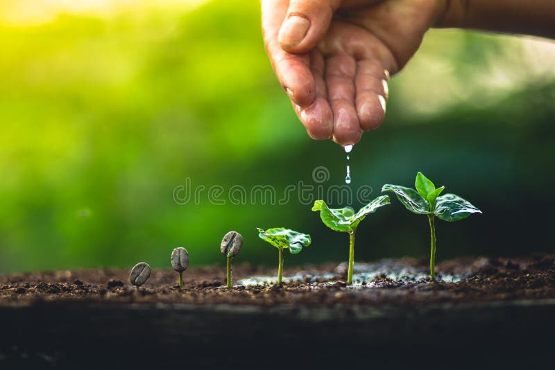 Élevez le soin de main de caféier d'usine de grains de café et arroser les arbres même la lumière en nature images libres de droits Élevez le soin de main de caféier d'usine de grains de café et arroser les arbres même la lumière en nature images libres de droits