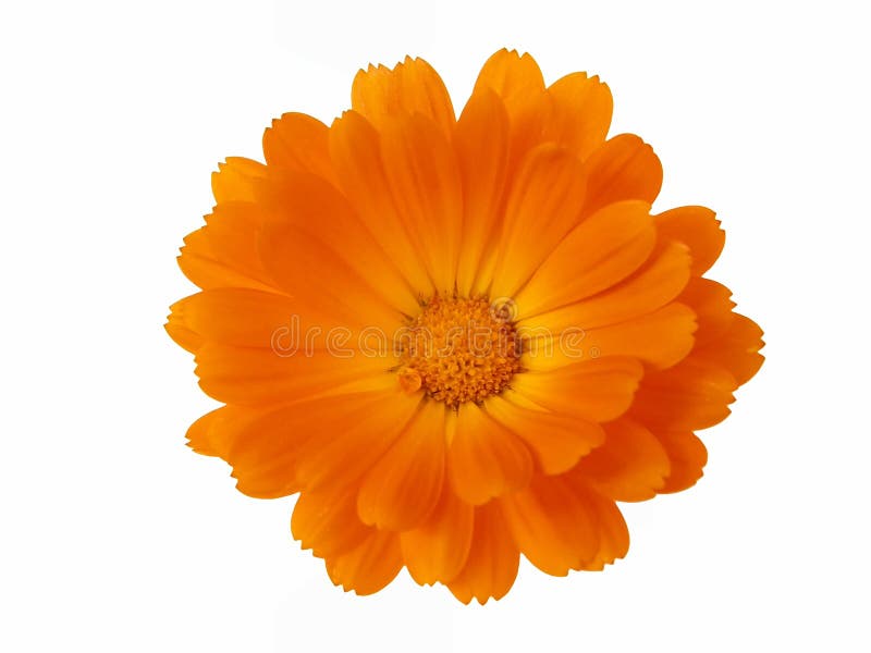 Pot Marigold (Calendula officinalis) isolated on white background. Pot Marigold (Calendula officinalis) isolated on white background