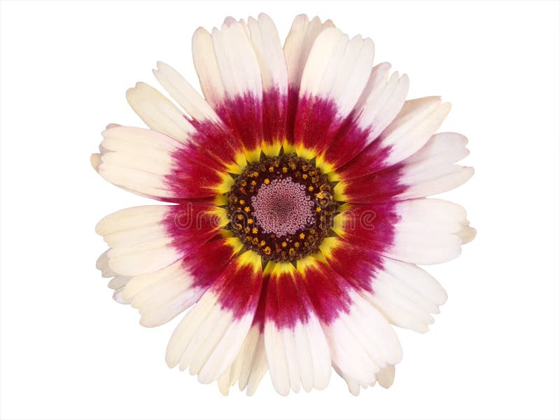 Éléments de conception : Tête de fleur colorée photographie stock libre de droits Éléments de conception : Tête de fleur colorée photographie stock libre de droits
