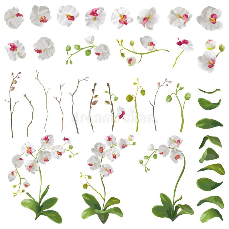 Éléments floraux de fleurs tropicales d'orchidée dans le style d'aquarelle illustration libre de droits Éléments floraux de fleurs tropicales d'orchidée dans le style d'aquarelle illustration libre de droits