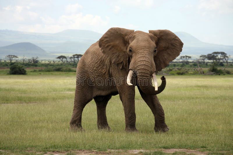 Éléphant africain Amboseli images libres de droits Éléphant africain Amboseli images libres de droits