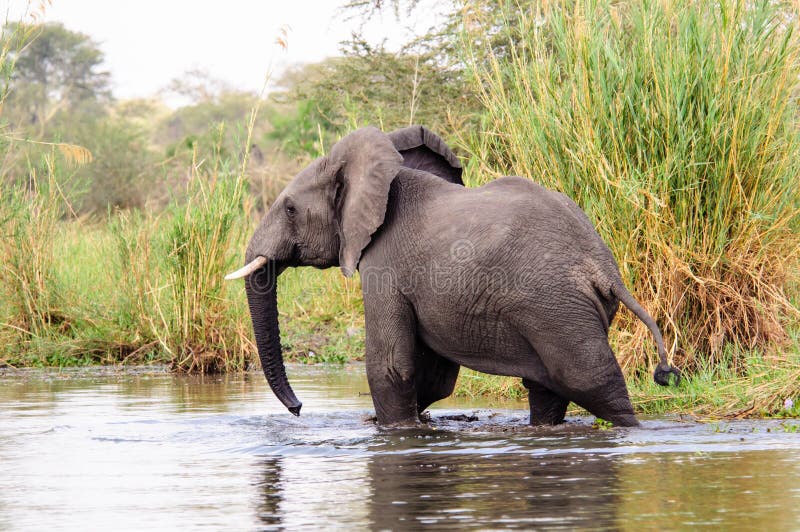 Éléphant africain appréciant une palette photo stock Éléphant africain appréciant une palette photo stock