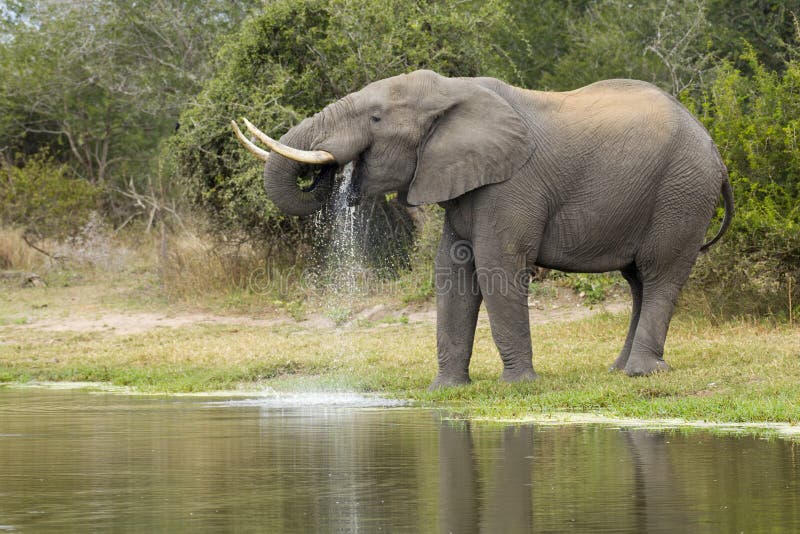 Éléphant africain Bull, buvant, Afric du sud photographie stock libre de droits Éléphant africain Bull, buvant, Afric du sud photographie stock libre de droits
