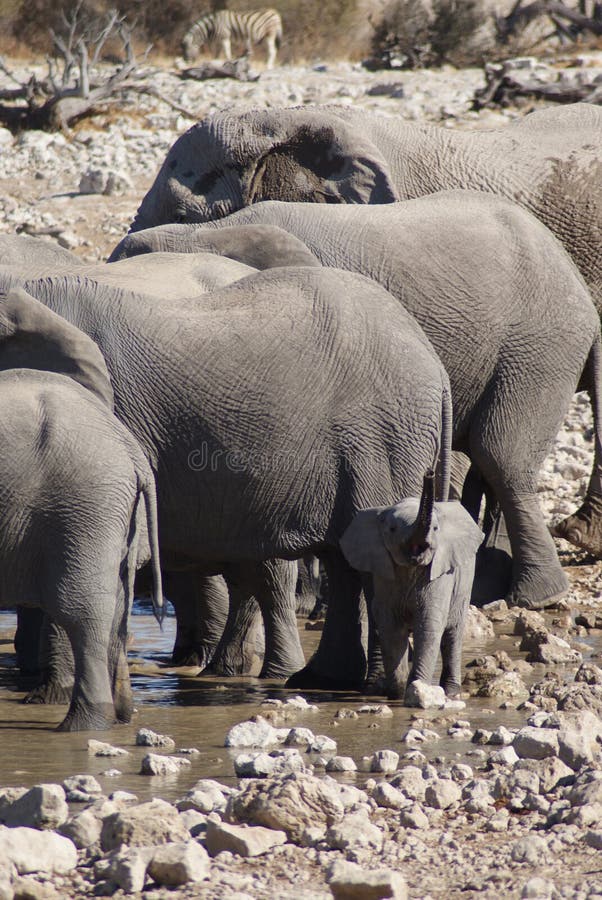 Éléphant africain de bébé avec le tronc dans le ciel image stock Éléphant africain de bébé avec le tronc dans le ciel image stock