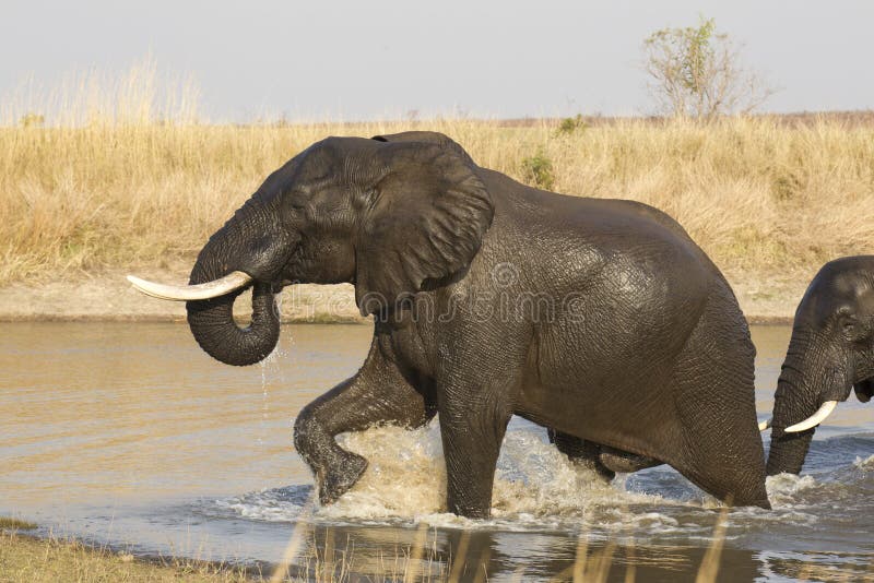Éléphant africain mâle, stationnement de Kruger, (africana de Loxodonta) image stock Éléphant africain mâle, stationnement de Kruger, (africana de Loxodonta) image stock