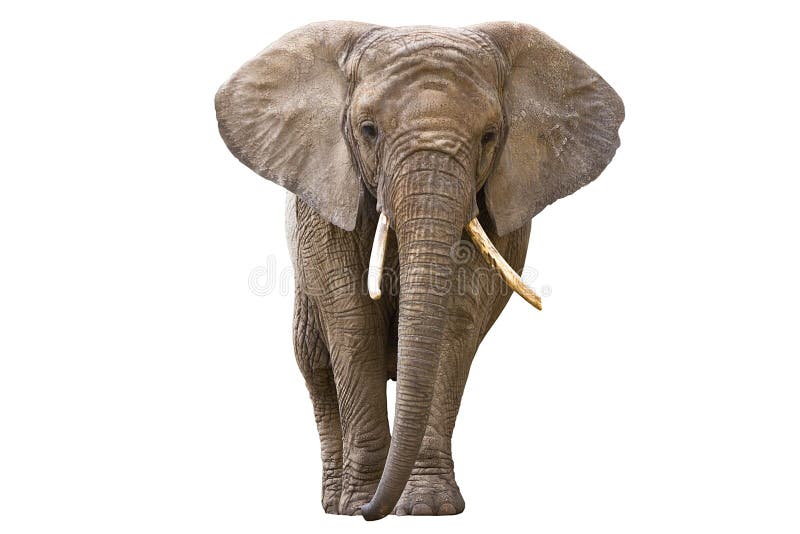 Éléphant d'isolement sur le blanc image libre de droits Éléphant d'isolement sur le blanc image libre de droits