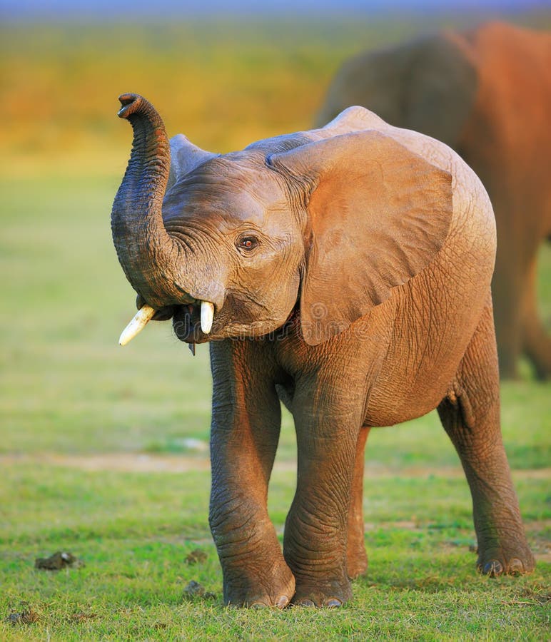 Éléphant de chéri photo stock Éléphant de chéri photo stock