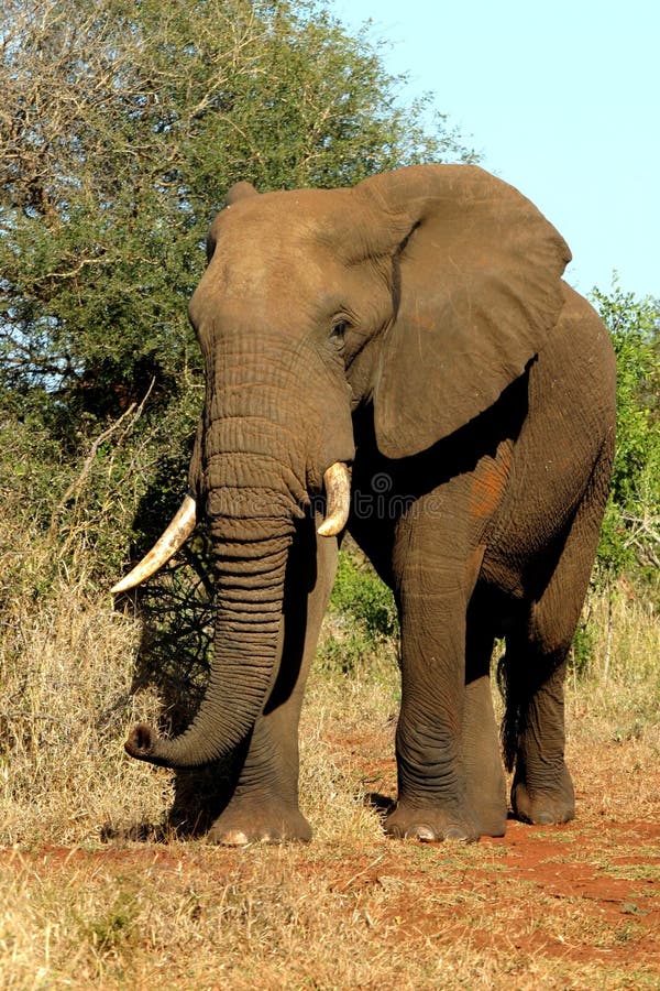 Éléphant de l'Afrique Éléphant de l'Afrique
